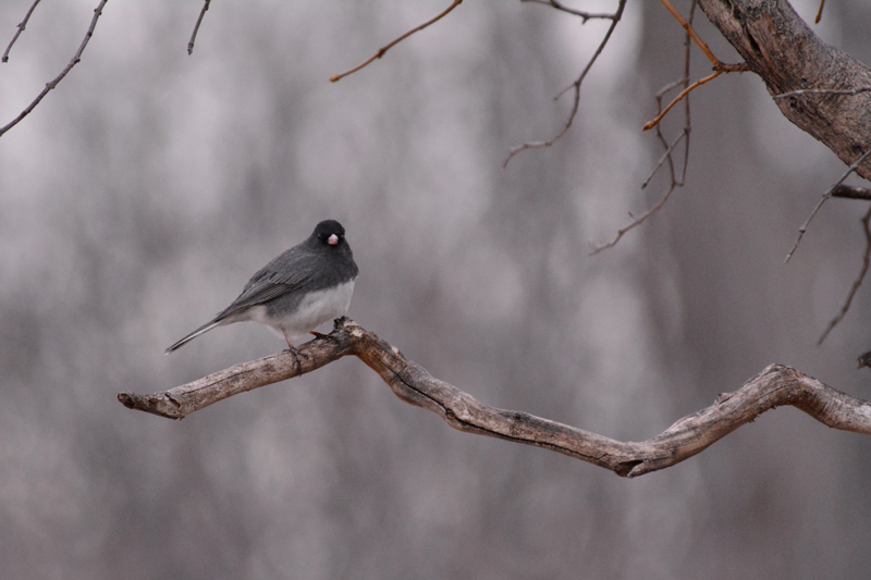 Dark-eyed Junco Male