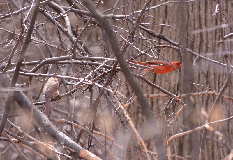 Northern Cardinal pair
