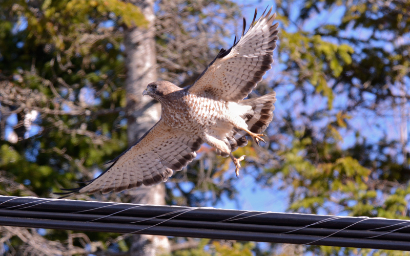 Northern Harrier (?)