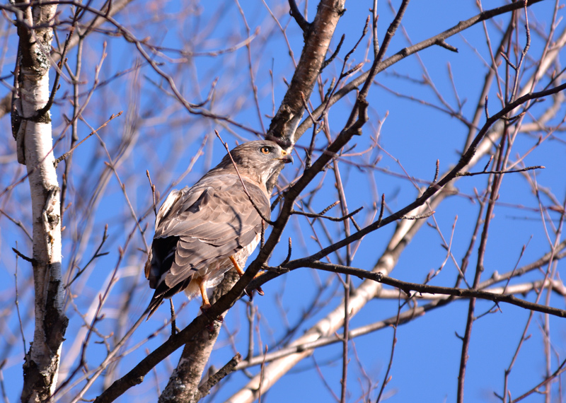 Northern Harrier (?)