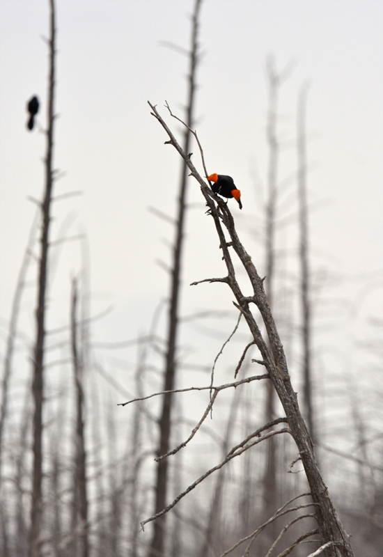 Red Winged Blackbird  - On display