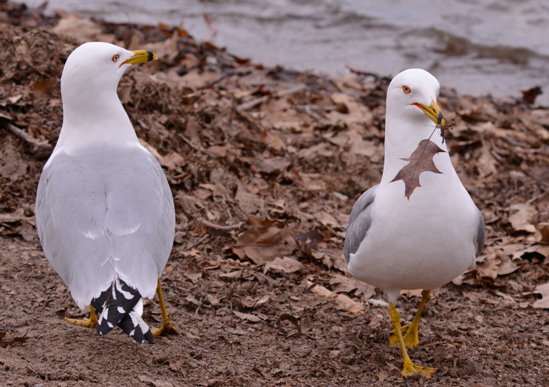 Ring-billed Gull - Breeding