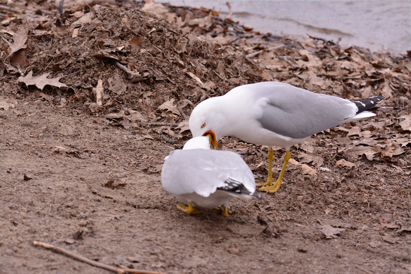 Ring-billed Gull - Say AAAAAWWW!