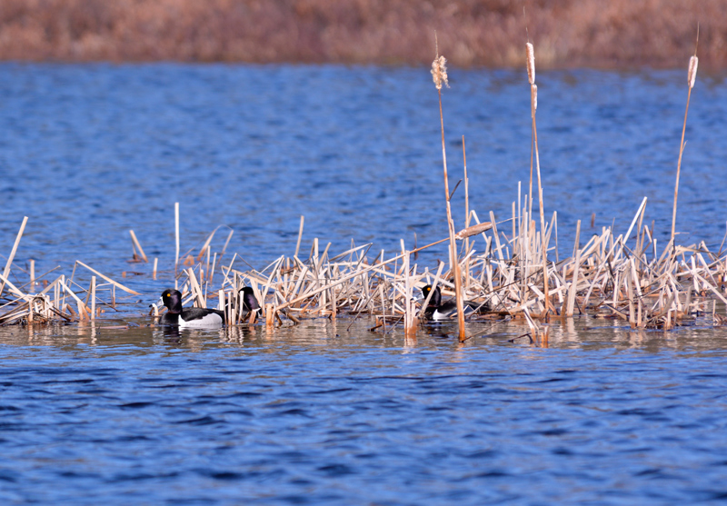 Ring-necked Ducks - Male