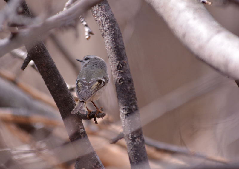 Ruby-crowned Kinglet Female