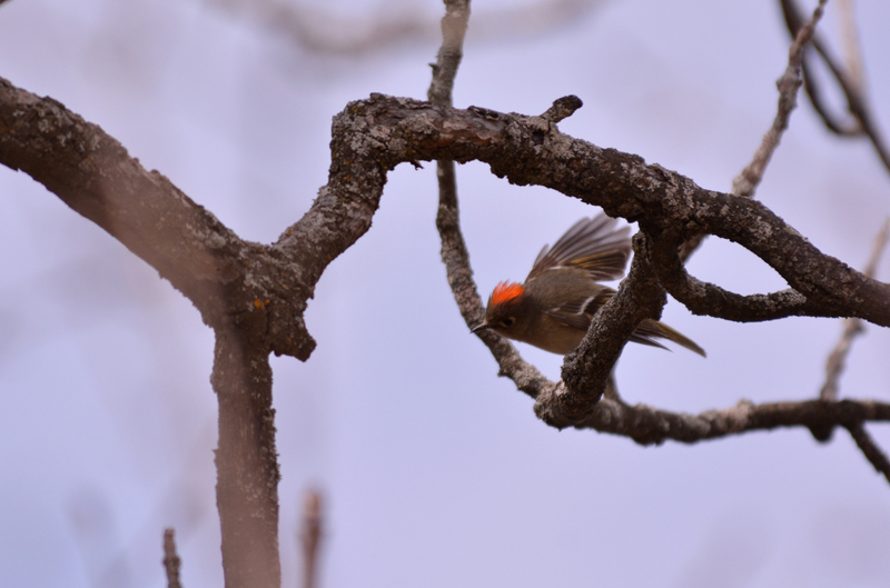 Ruby-Crowned Kinglet Male