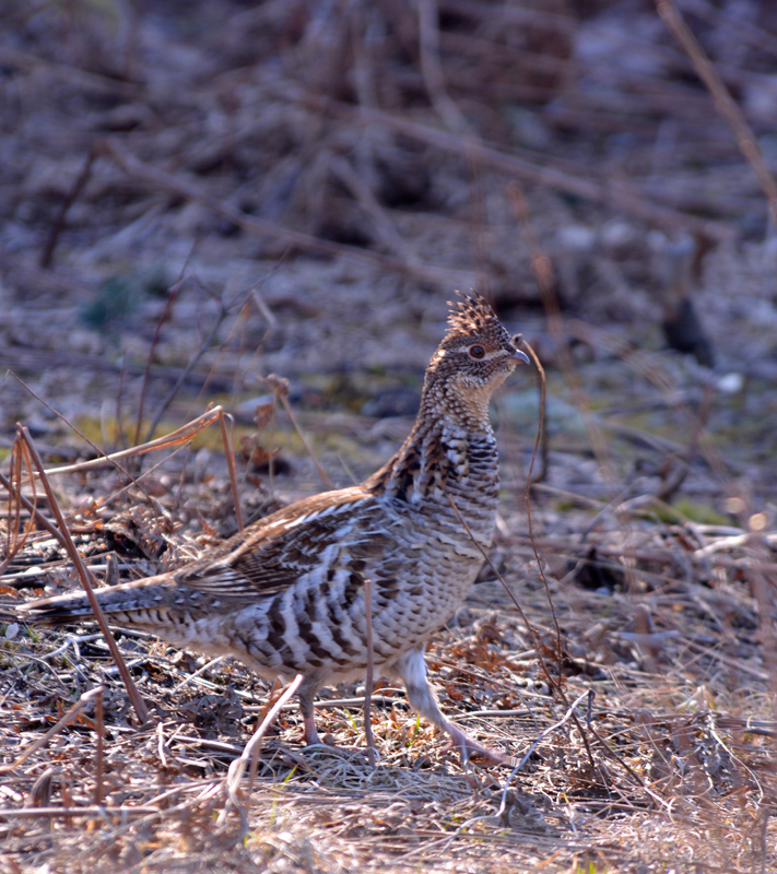 Ruffed Grouse