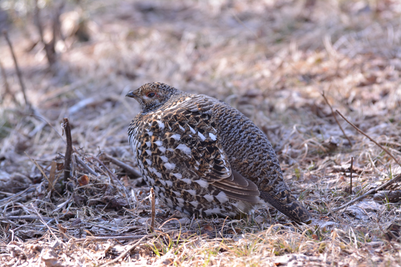 Spruce Grouse Female