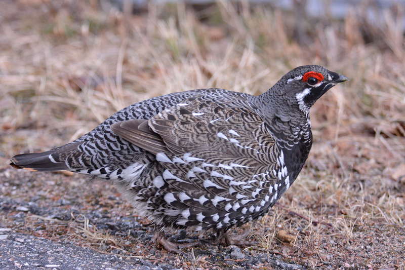 Spruce Grouse Male