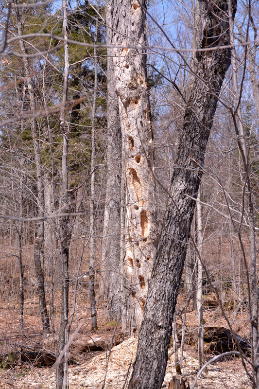 tree - Some Pileated woodpecker loves this tree!