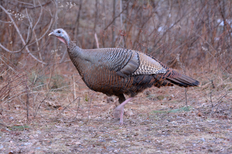 Wild Turkey  - Female