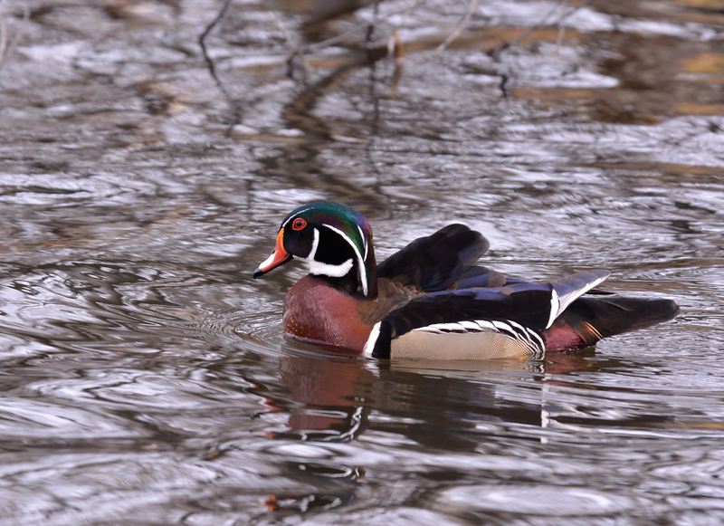 Wood Duck- Male