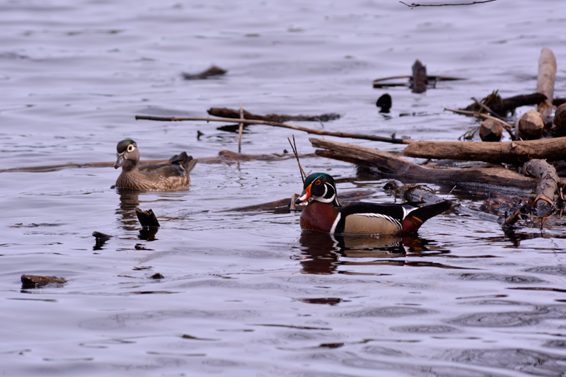 Wood Duck pair