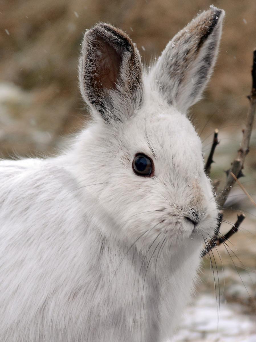 Snowshoe Hare