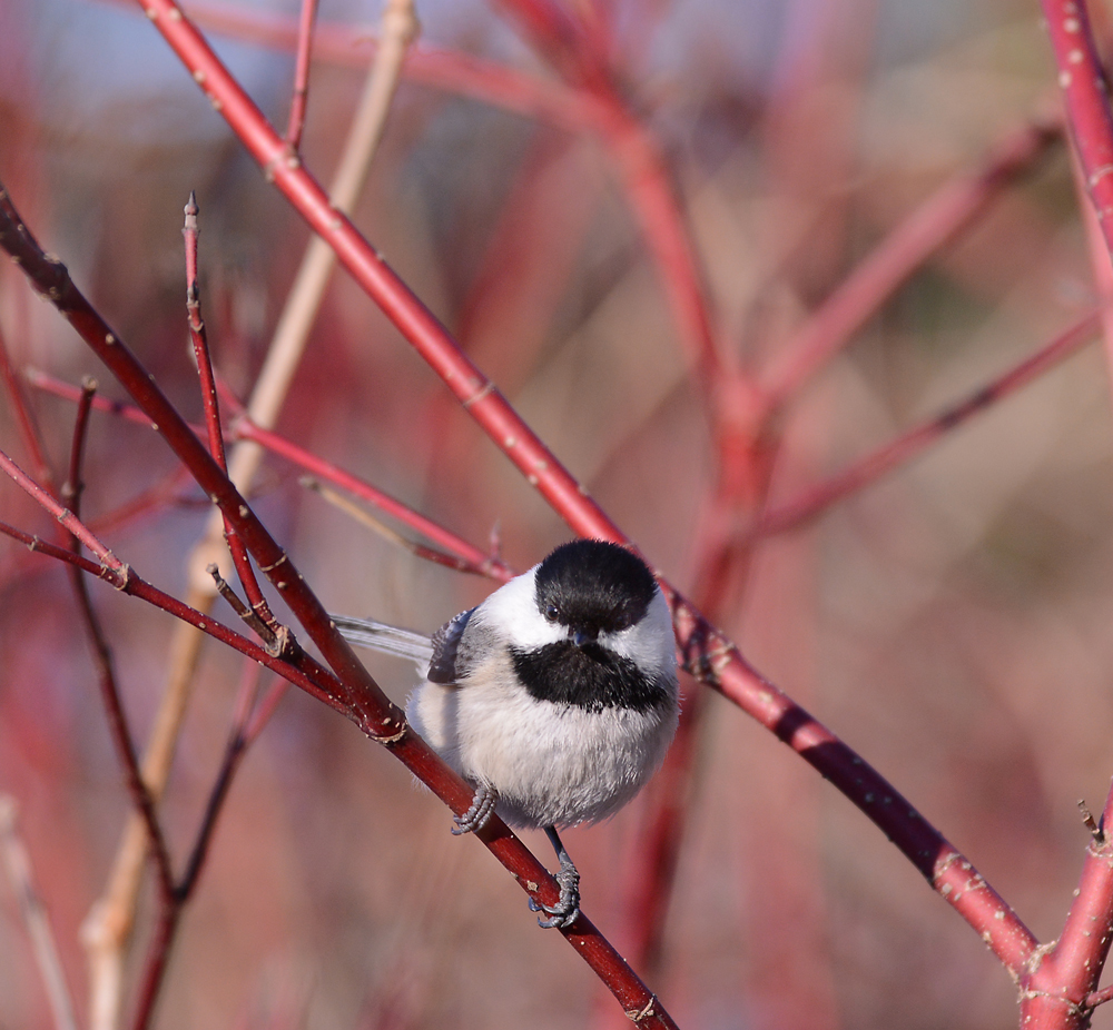 Chickadee