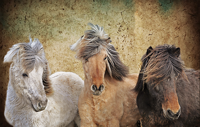 Three Horses of Iceland