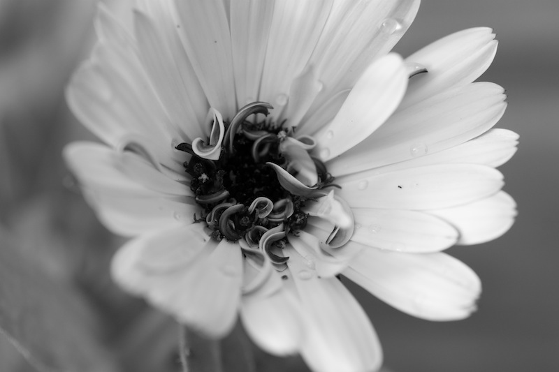 Intricate