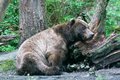 Lounging Grizzly