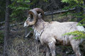 Big Horn Sheep Shedding Winter Coat