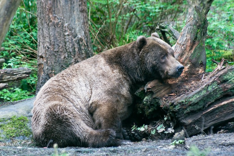Lounging Grizzly