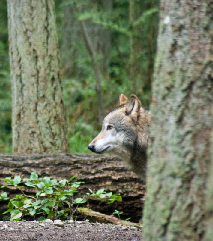 Wolf Siting