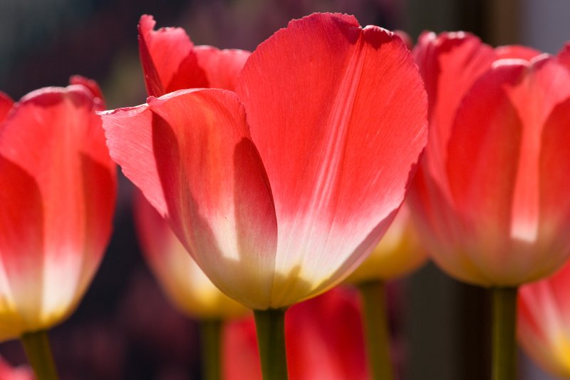 Shining Tulips