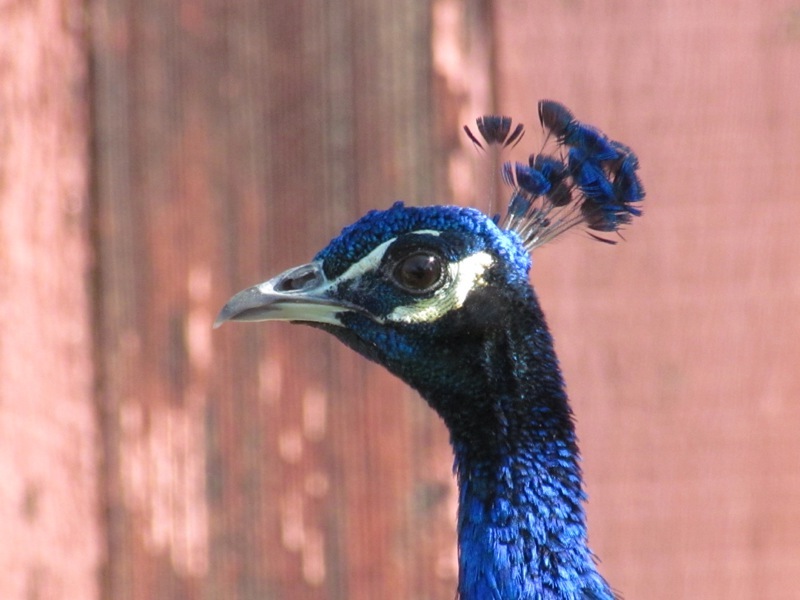 peacock head