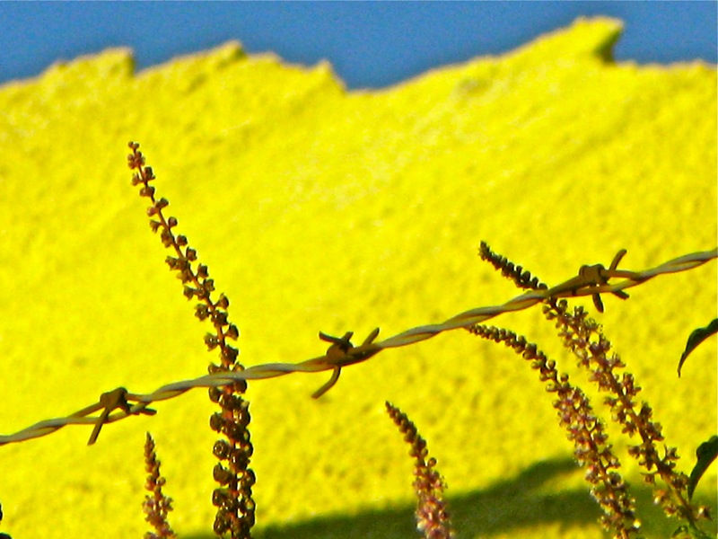 Briars and Brimstones