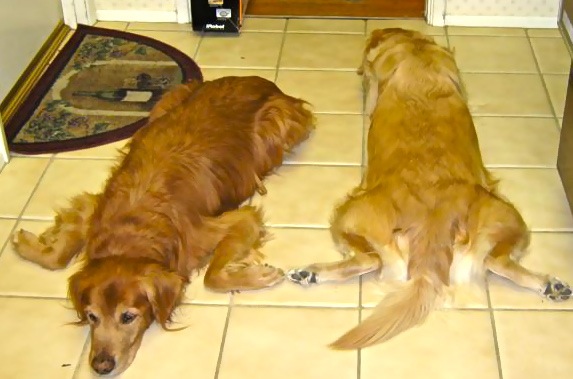 Froggie Doggies