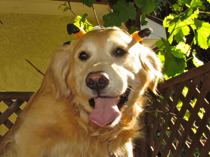Happy Dog 1