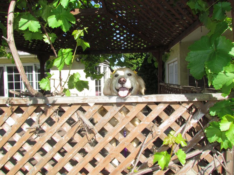 happy dog 2