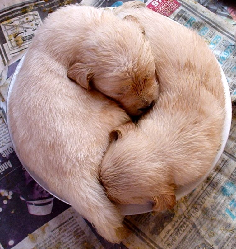2 in a bowl