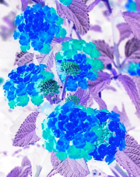 Inberted flowers (1)