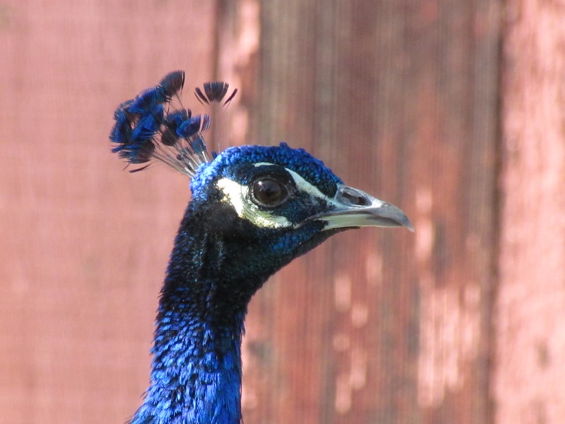 Peacock head