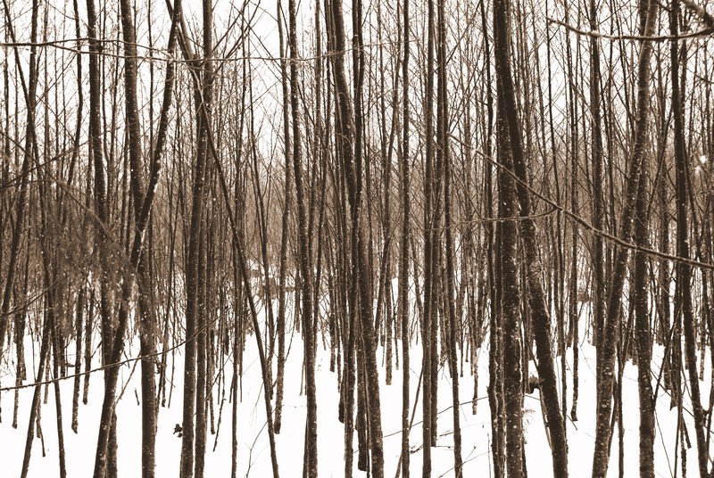 Twigs