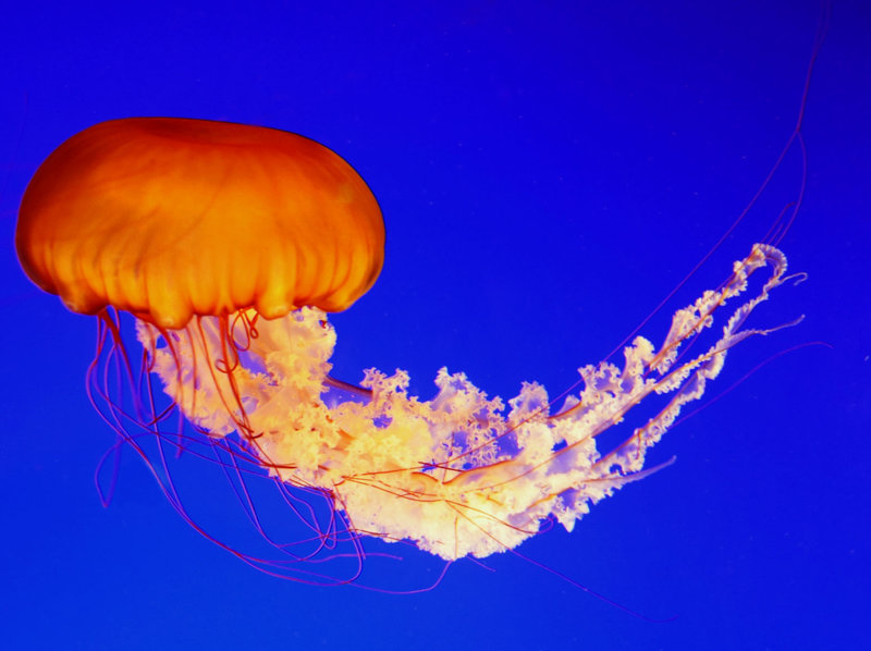 Jelly
