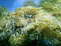 Nemo