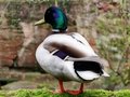 Quackers