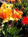 Full Bloom