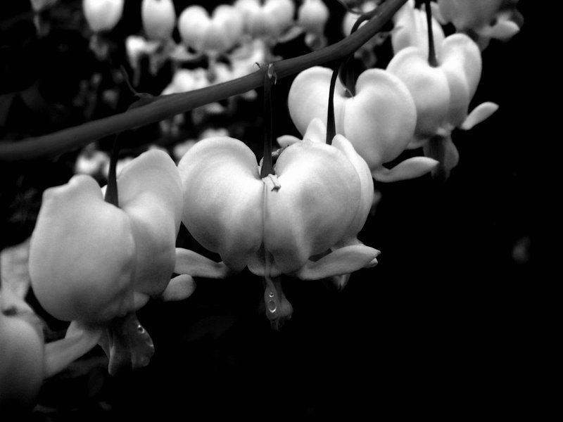 My Bleeding Heart