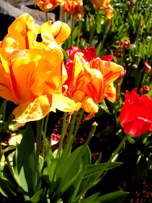Full Bloom