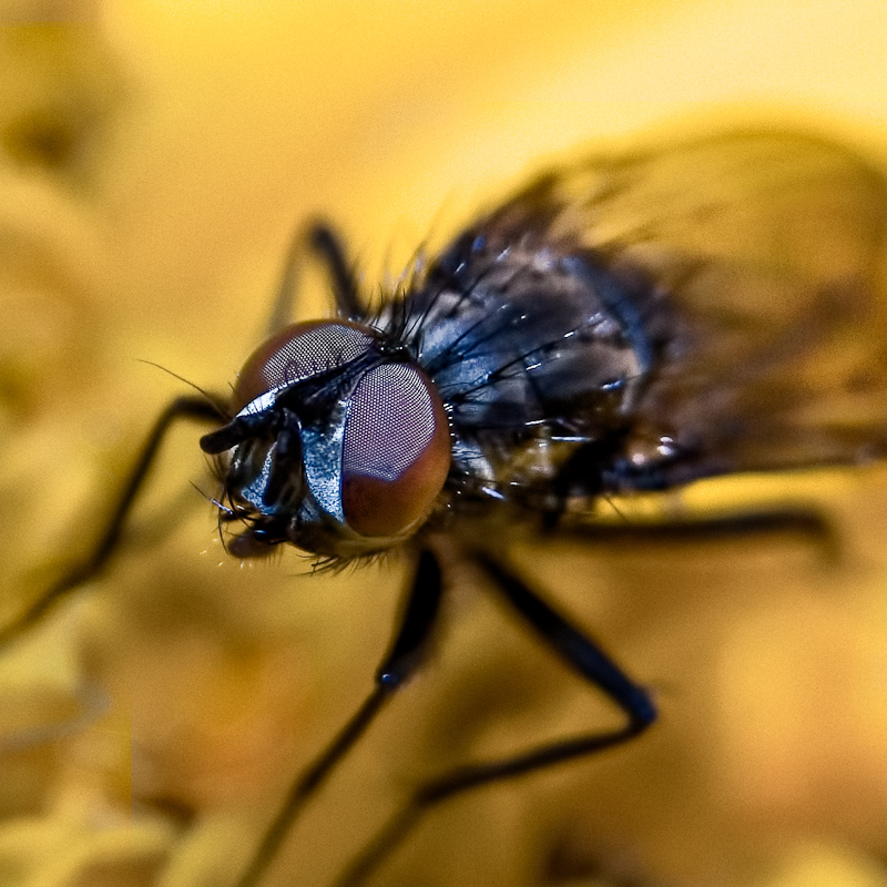 Macro