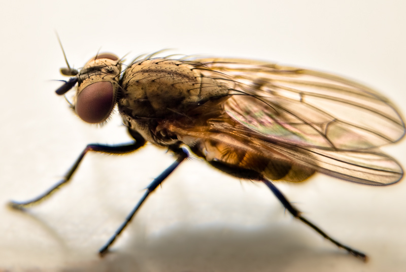 Fly macro