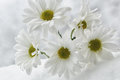 A Daisy for Peter