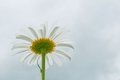 Ain\'t it a Daisy desktop