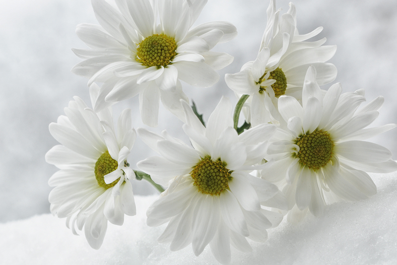 A Daisy for Peter