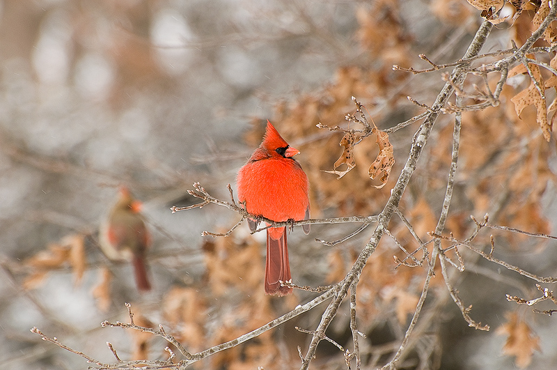 Original-cardnail-full-crop