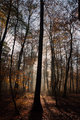 The tree hiding the forest...
