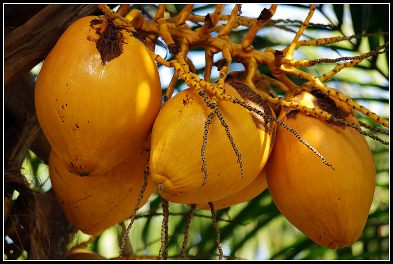 Coco' nut : Palmtree fruits