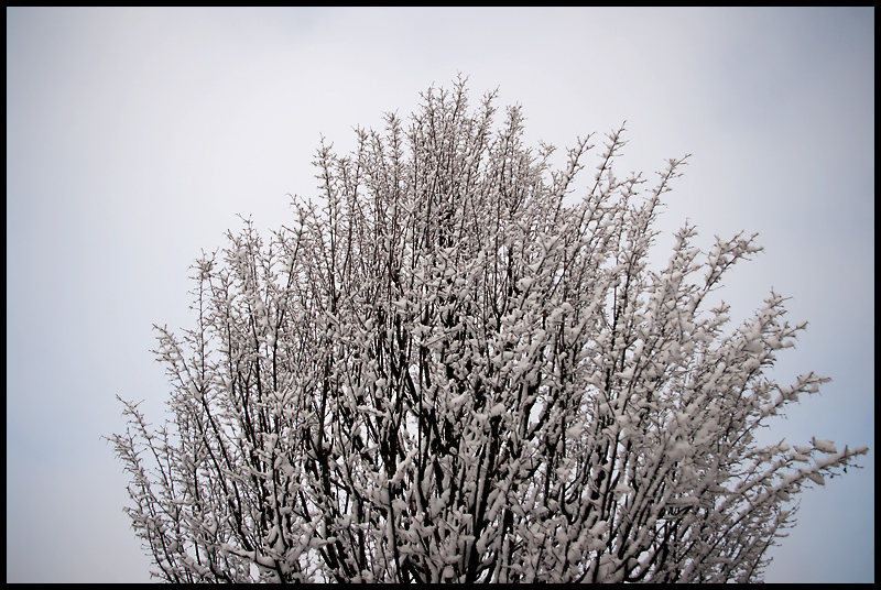 O chritsmas tree